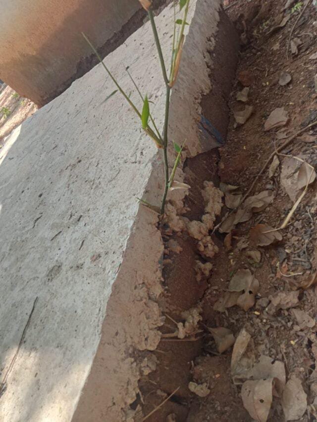 *ЁЯЯетПйрдмрдХрд╛рд╡рдВрдб/рдкрд╛рдИрдХрдкрд╛рд▓* – *рд╕реЗрдкреНрдЯрд┐рдХ рдЯреИрдВрдХ рдирд┐рд░реНрдорд╛рдг рдореЗрдВ рд▓реЛрд╣реЗ рдХреА рд░реЙрдб рдХреА рдЬрдЧрд╣ рд▓рдЧрд╛ рджрд┐рдпрд╛ рдмрд╛рдВрд╕; рдЕрдм рдЙрдЧрдиреЗ рд▓рдЧрд╛ рд╣реИ рдкреМрдзрд╛!*