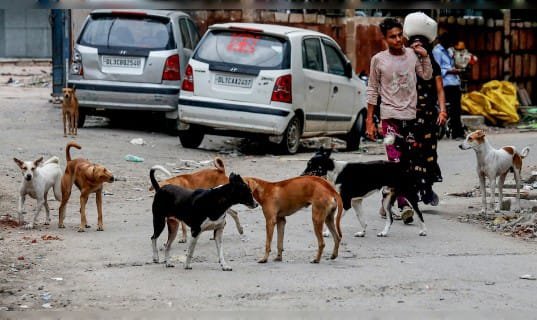 **स्कूलों में आवारा कुत्तों पर सख्ती: प्राचार्यों को मिली अतिरिक्त जिम्मेदारी**