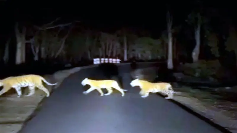 कटघोरा वनमंडल में शुरू हुआ बाघ गणना का दूसरा चरण, अब तक नहीं मिले बाघ के निशान