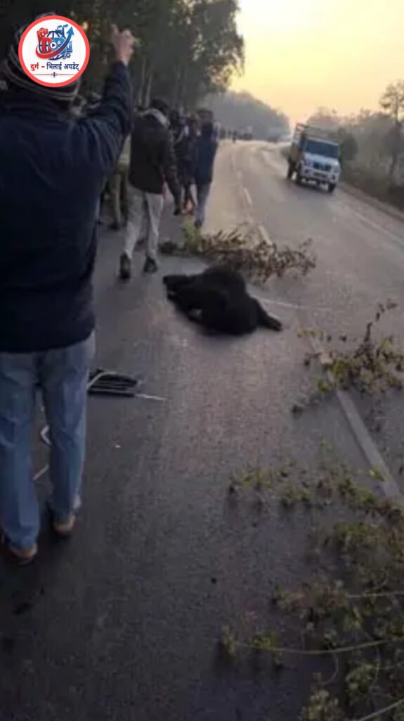 एनएच-30 पर तेज रफ्तार वाहन ने भालू को कुचला, मौके पर मौत