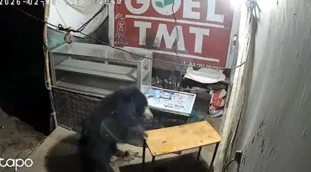 (कांकेर) कांकेर में शराब दुकान परिसर में भालू की एंट्री, युवक ने सूझबूझ से बचाई जान