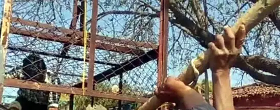 (बिलासपुर) बीमार नहीं, तीर का शिकार था भालू: पोस्टमार्टम में हुआ सनसनीखेज खुलासा