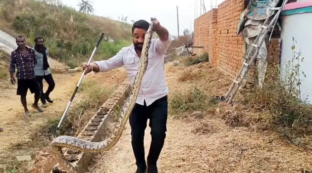 (कोरबा) 15 फीट ऊंचे छप्पर से विशाल अजगर का खतरनाक रेस्क्यु जन सुरक्षा और बेजुबान की हिफाजत के लिए हर जोखिम उठाने को तैयार – जितेंद्र सारथी